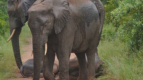 elephants