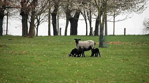 Sheep