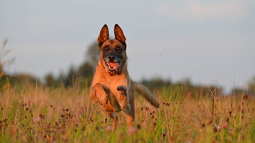 dog running