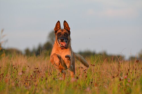 dog running