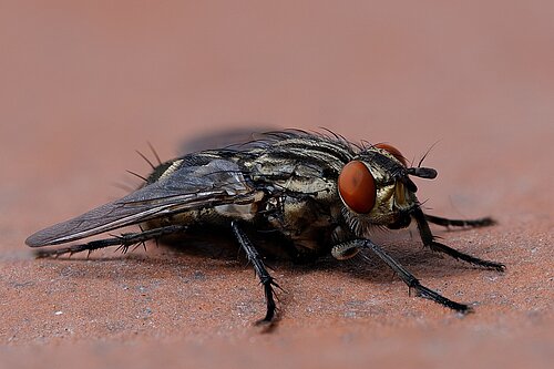 fly