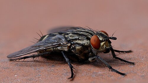 fly